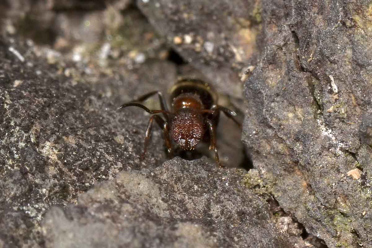 Camponotus truncatus, femmina errabonda